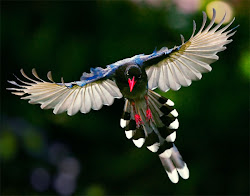 Formosan Magpie