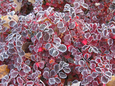 Future Plants By Randy Stewart Barberry