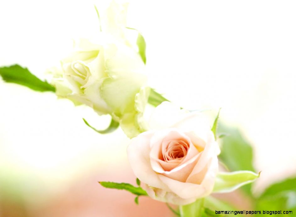 White Rose HD photos flowers wallpapers collections free Download White Rose HD photos flowers wallpapers collections free Download