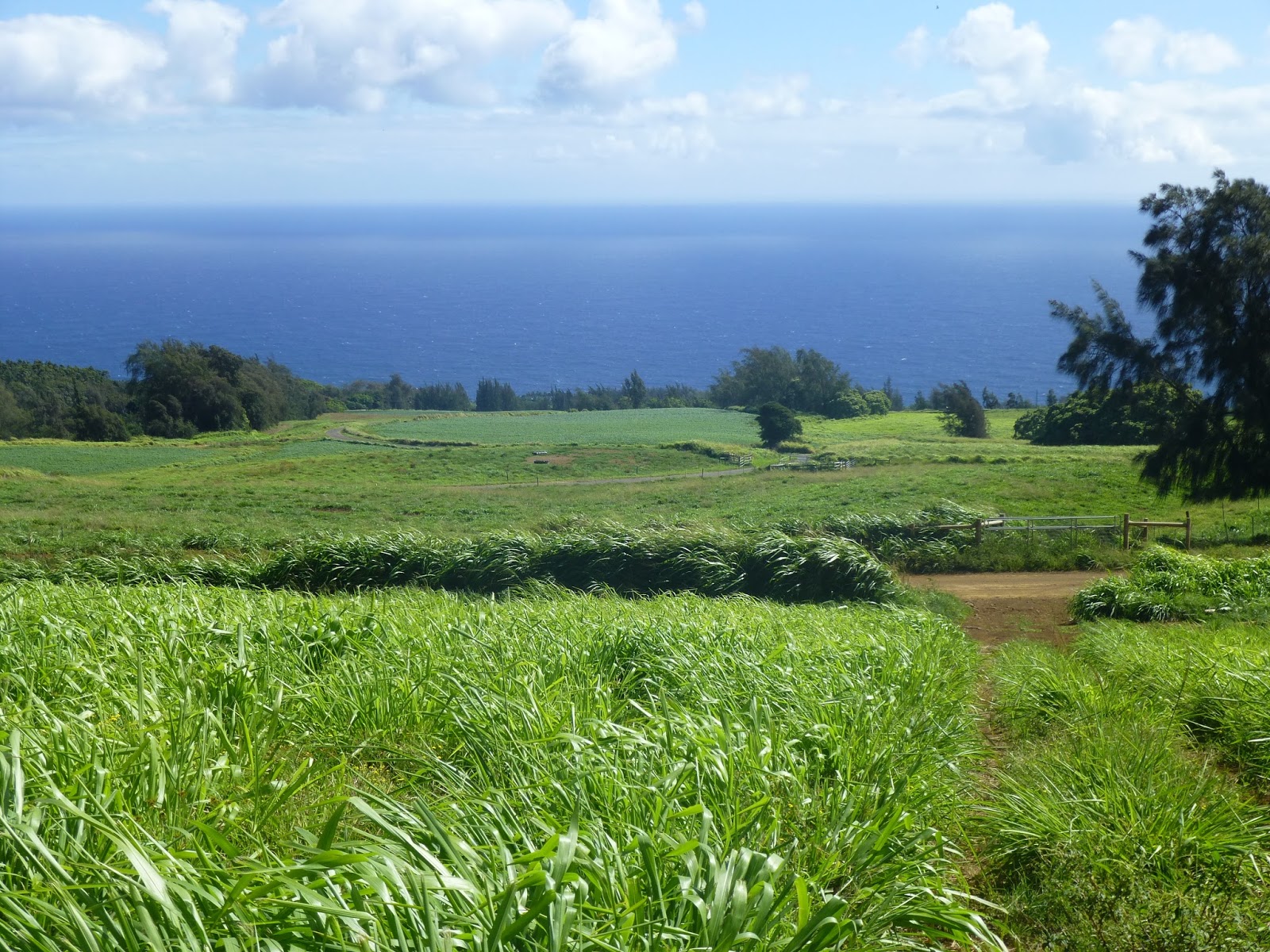 Vance Dairy Construction Ookala, Hawaii