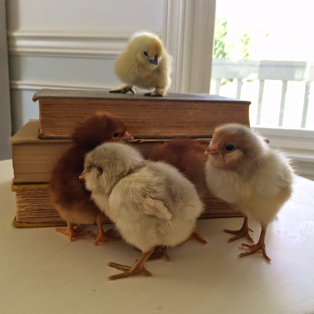 Little Farmstead If You've Ever Considered Having Chickens...