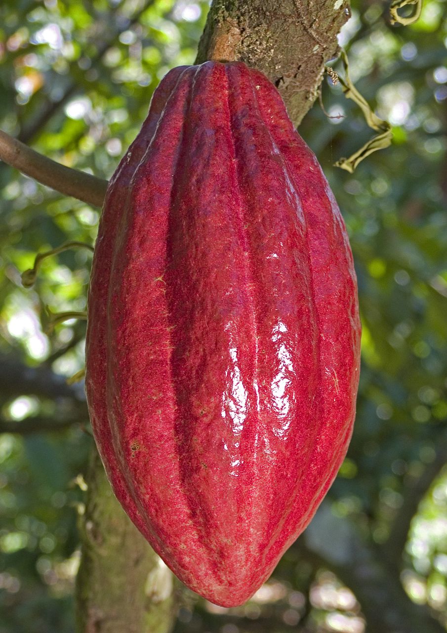 Cocoa Bean Pod