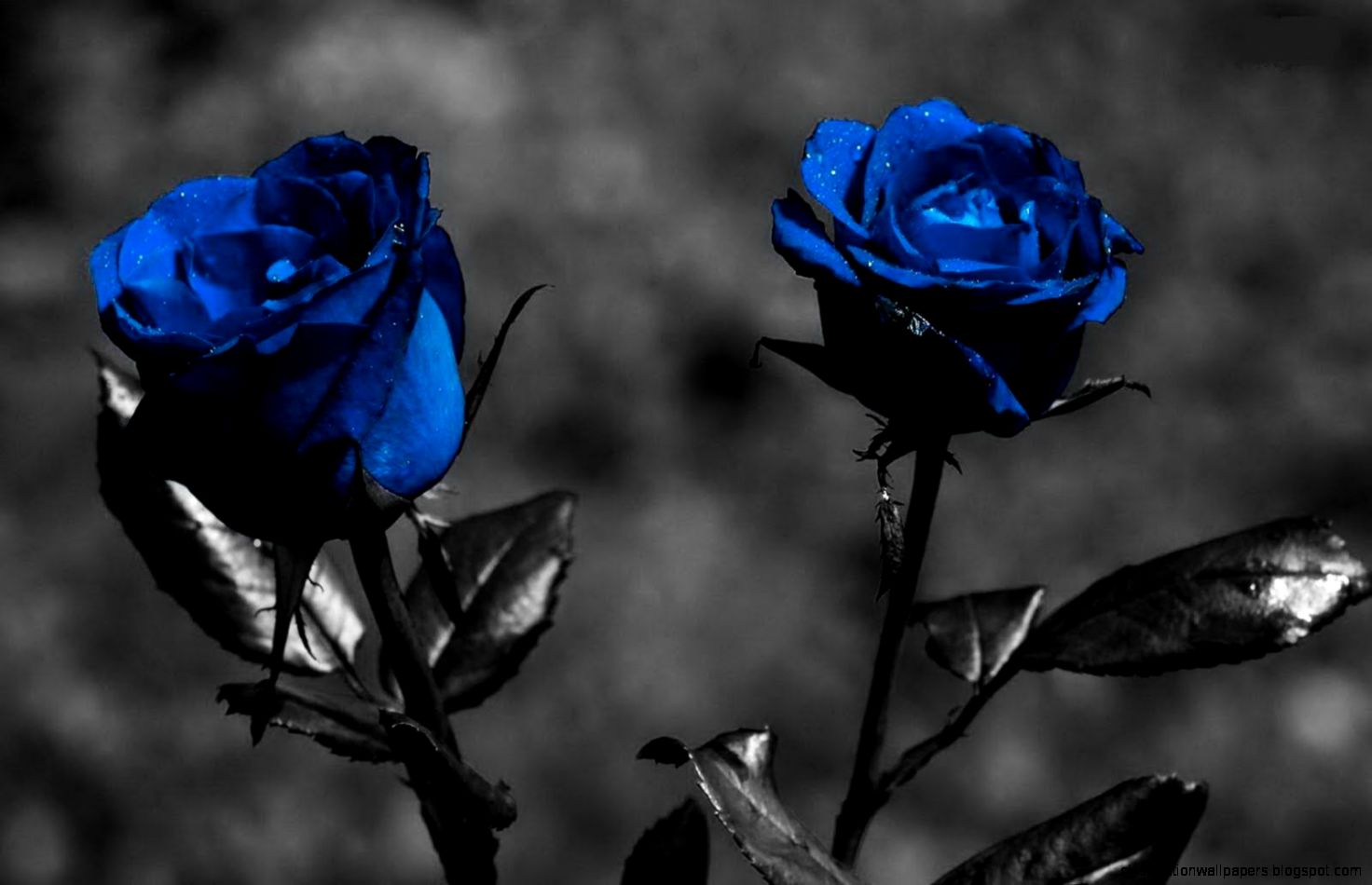 Hd black flower wallpaper Hd black flower wallpaper