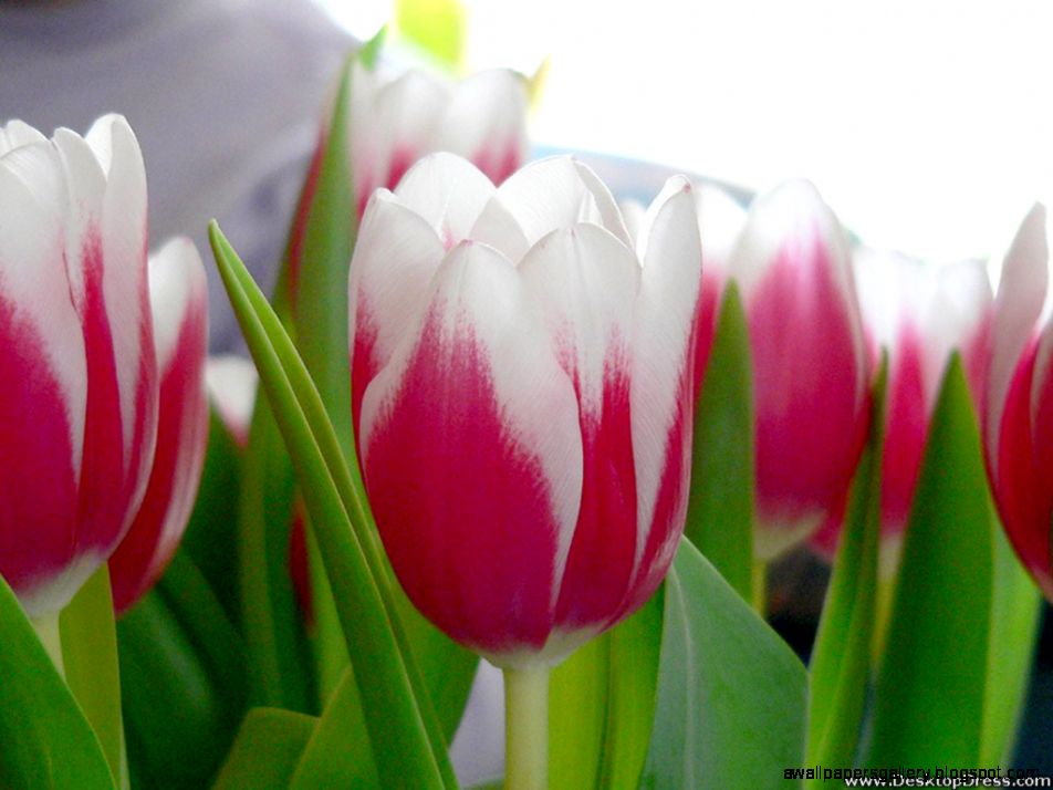 Pink And White Tulips wallpaper Pink And White Tulips wallpaper