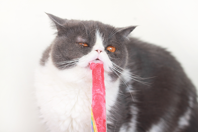cat chat popsicle mr freeze