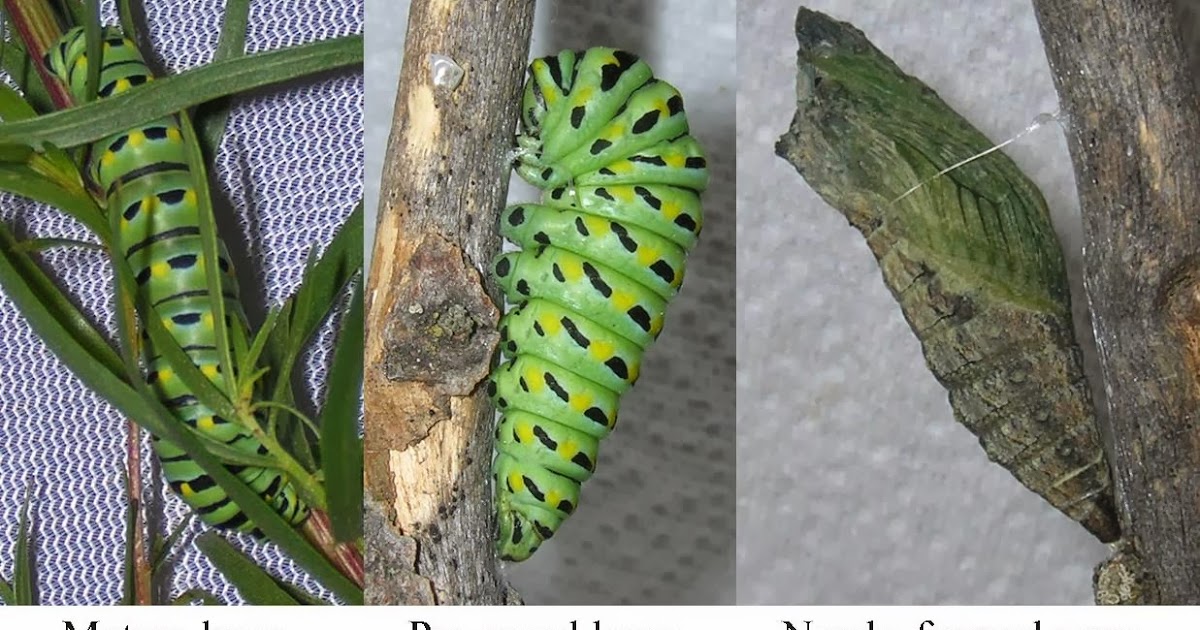 Northwest Butterflies Species profile Oregon Swallowtail