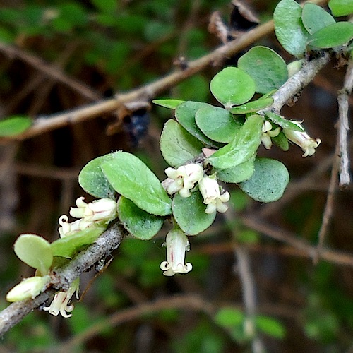 Future Plants By Randy Stewart Pittosporum