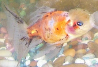 Goldfish Pictures - Calico Goldfish