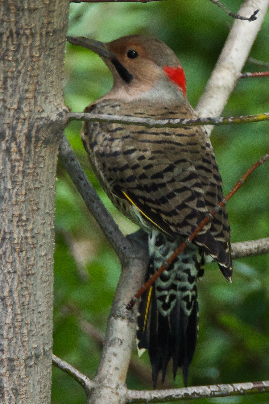 Feather Tailed Stories: Northern Flicker
