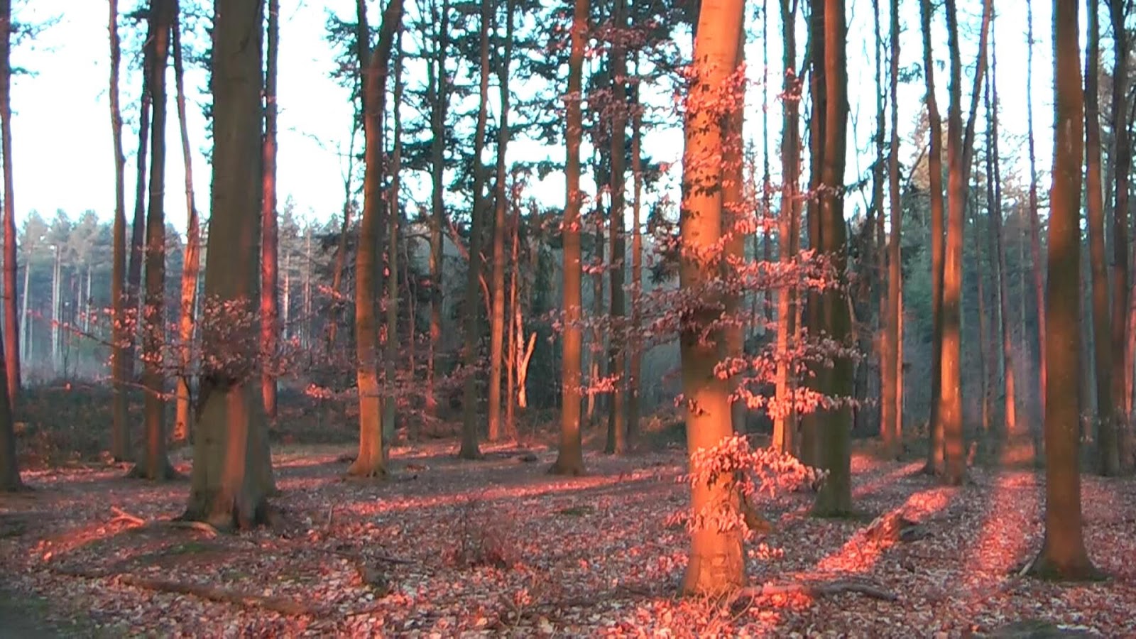 NATUUR IN OUDHEVERLEE, EEN FILM OM NIET TE MISSEN op stap in brabant land van demer en dijle