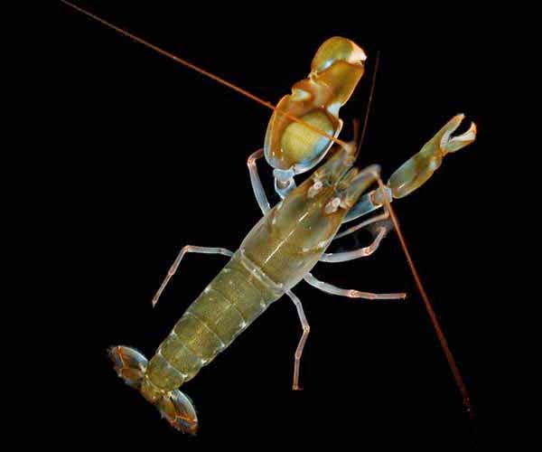 Beetle Boy's BioBlog Species of the Week Pistol Shrimps