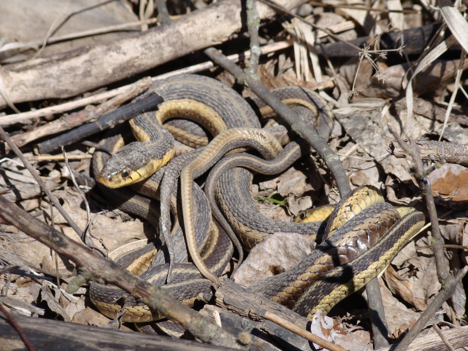 Isabella Conservation District Environmental Education Program Native