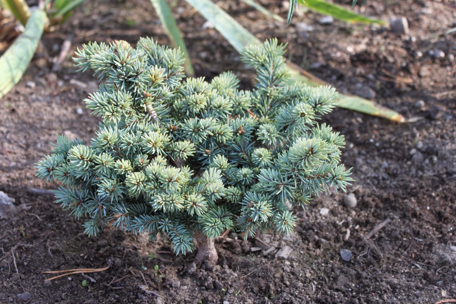 Ель колючая St. Mary's Broom