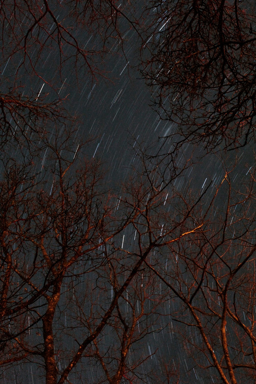 Gwiazdka w Puszczy - Ania w Podróży