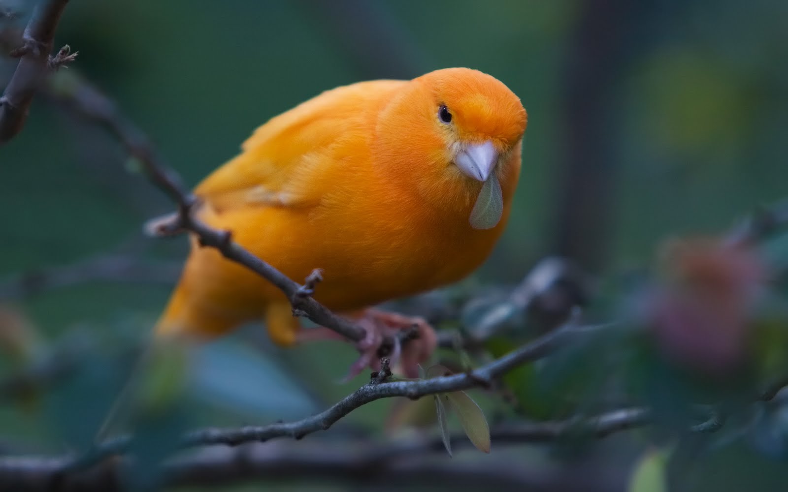 cute small birds wallpapers entertainment only cute small birds wallpapers entertainment only