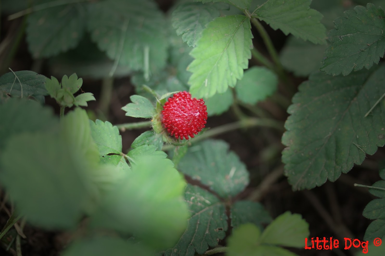 The Adventures of Little Dog Wild Strawberries