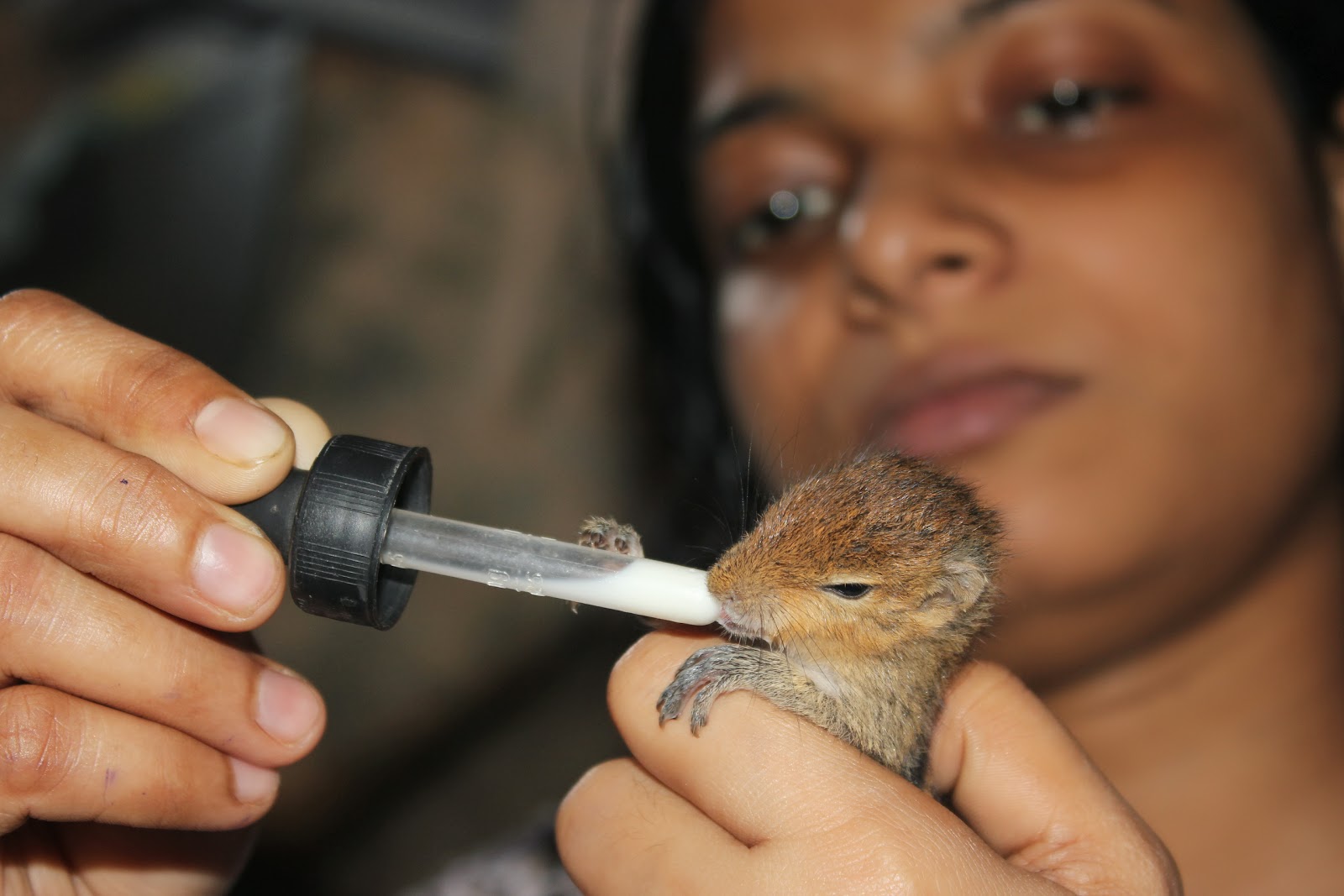 PAWSMumbai Press Kit Update Baby Squirrel lost their mother now taken