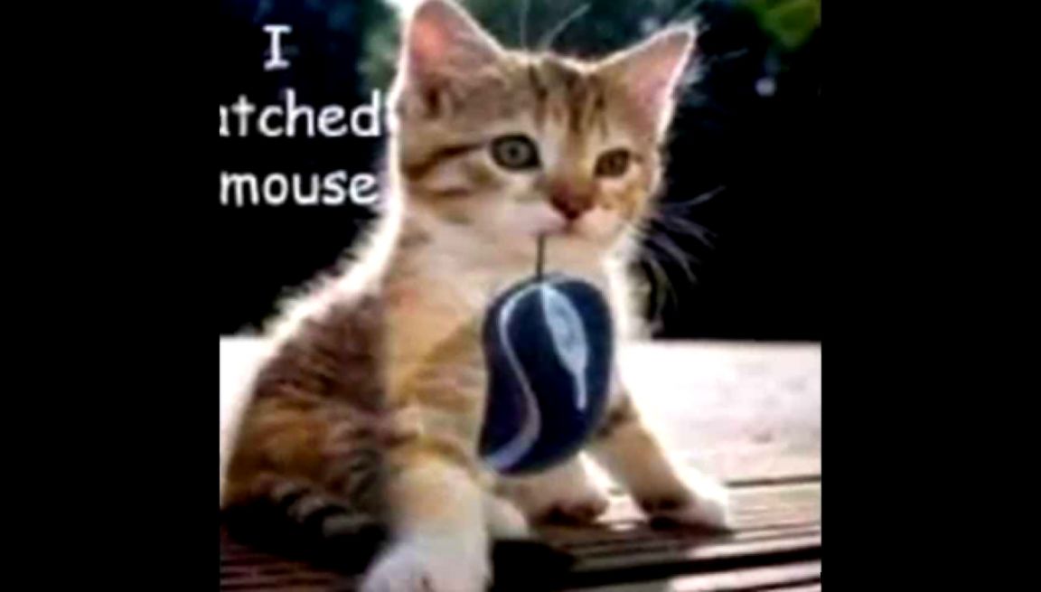 Cute cats and kittens doing funny things Cute cats kittens Cute cats and kittens doing funny things Cute cats kittens