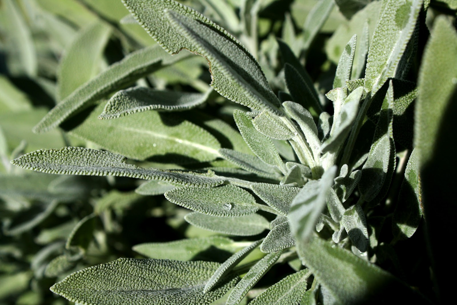 The Parsimonious Princess Sage Advice The Many Uses of 'Salvia