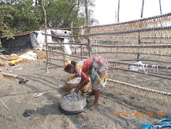 Fisherwoman putting  fresh salted "Bombay Ducks" fish on lines for drying.