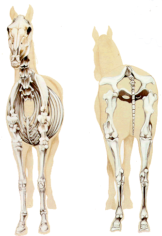 ... Anatomy Essays from essays on human Anatomy Essays anatomy, evolution
