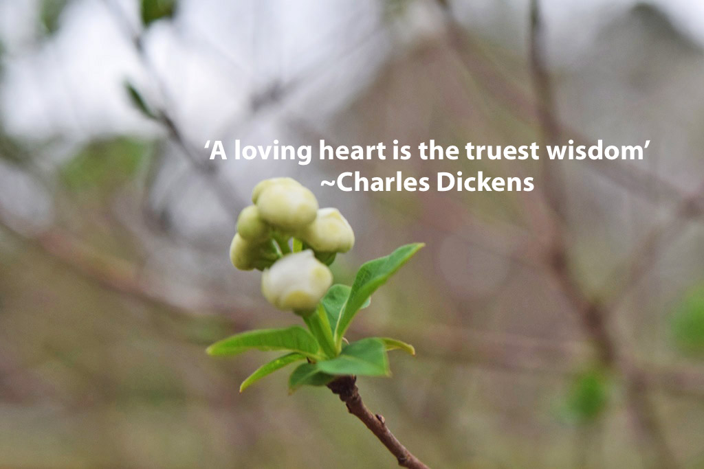 Mariette S Back To Basics A Loving Heart Is The Truest Wisdom