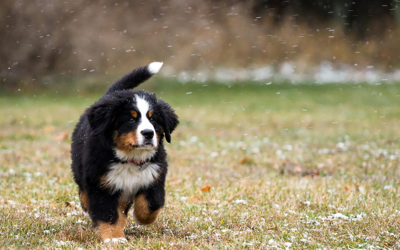 http://3.bp.blogspot.com/-wwrsju6p50M/UNDc-lz5xnI/AAAAAAAAJAA/kxe1NjP7PmA/s1600/photo-of-a-young-bernese-mountain-dog-in-the-snow-at-winter-time-hd-dog-wallpaper.jpg