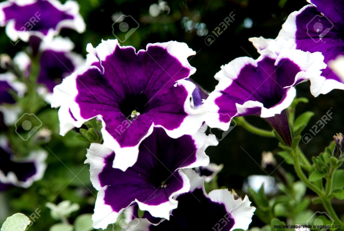Purple Petunia Flower Stock Photo Picture And Royalty Free Image Purple Petunia Flower Stock Photo Picture And Royalty Free Image