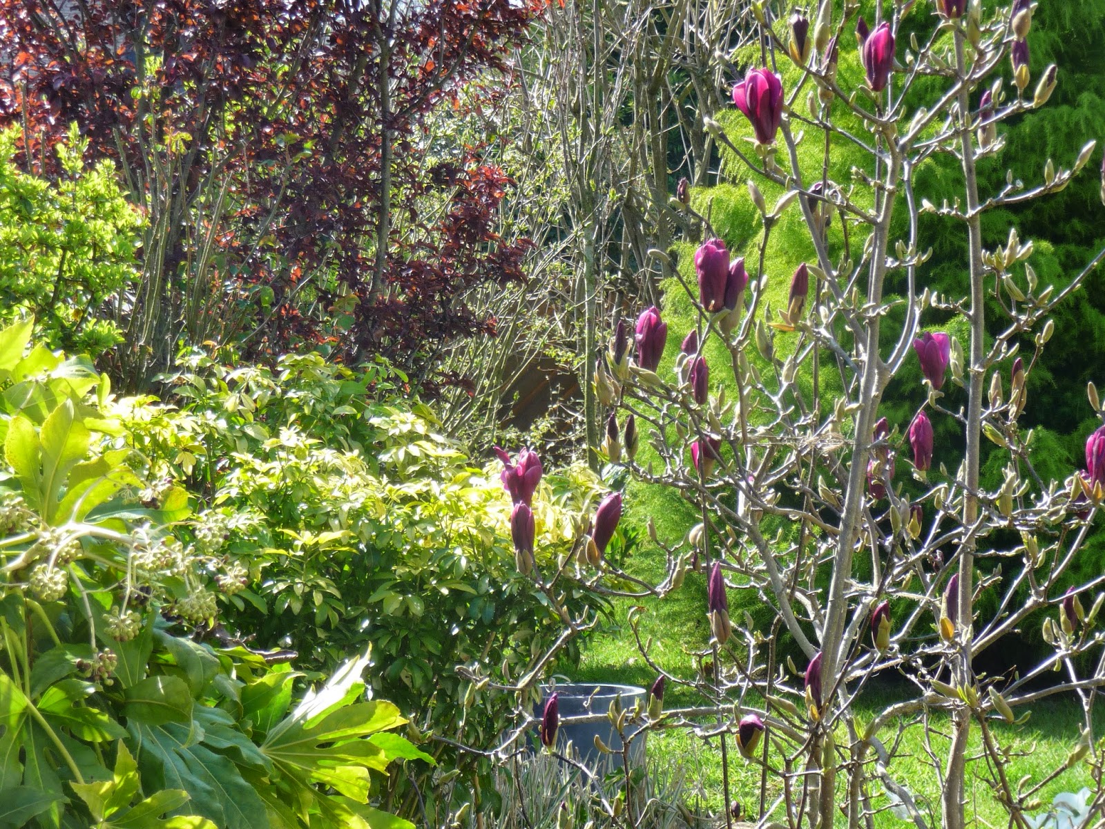 Roses Du Jardin Cheneland Photinia Red Robin