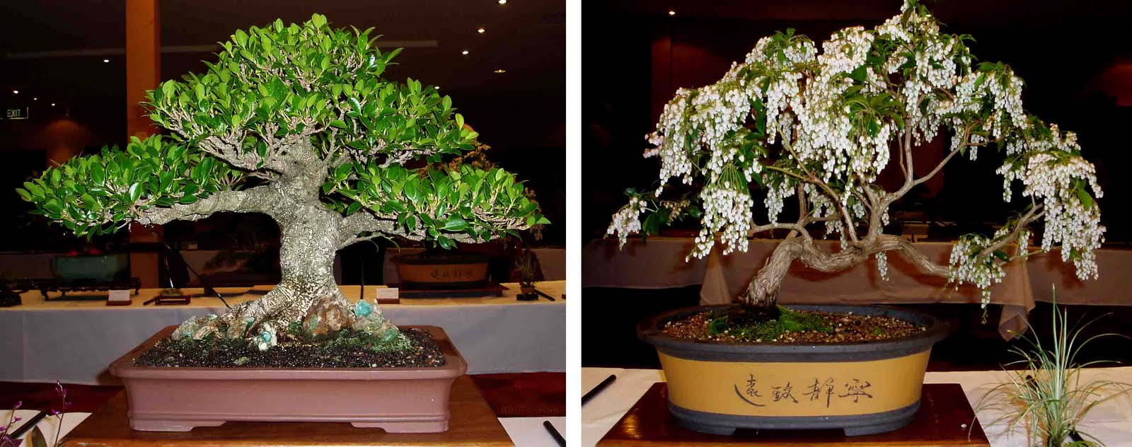 Bonsai Skosh Bonsai exhibition of Illawarra Bonsai Society