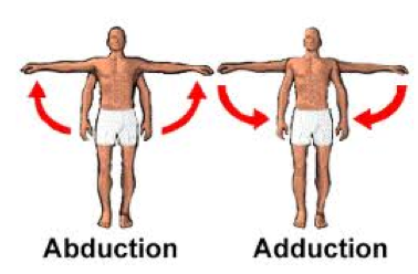 Bagaimana mekanisme gerak pada abduksi dan adduksi
