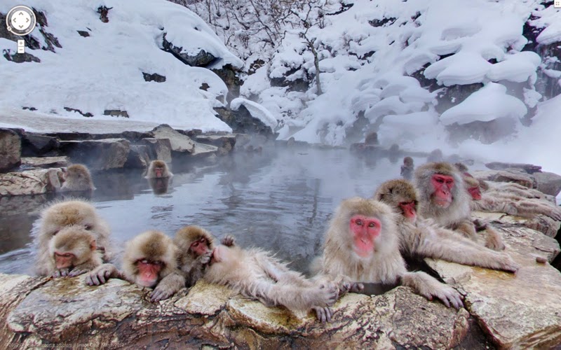 Taman-Monyet-di-Jepang