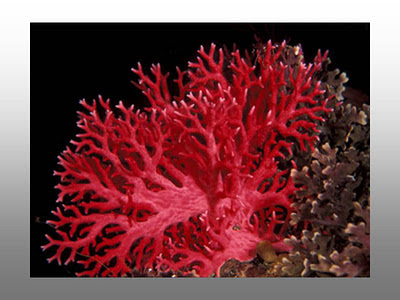 La magia de las piedras: EL CORAL Coral+2