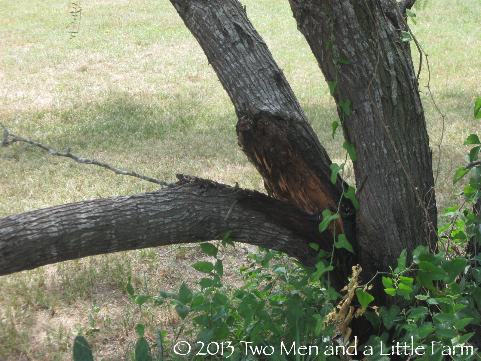 Two Men and a Little Farm MESQUITE TREE LIMB BREAK