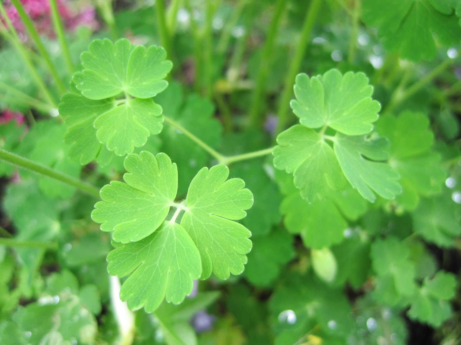 Wild Maryland 101 Maryland Flora Eastern Red Columbine