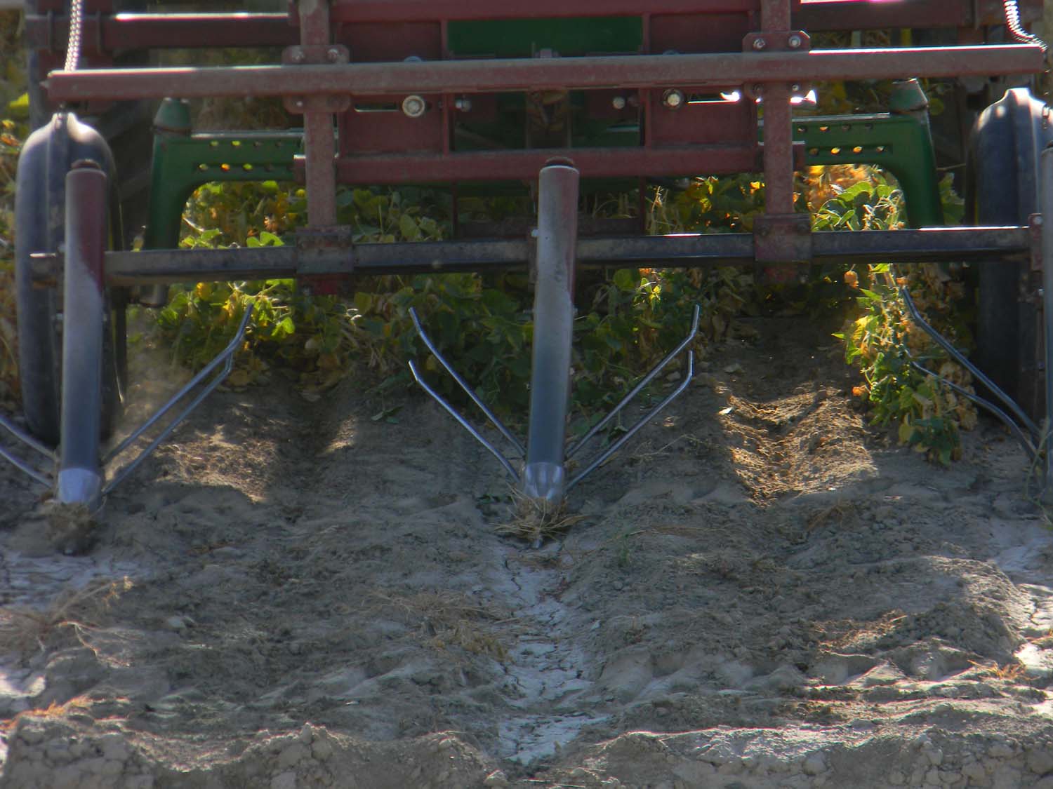 Owyhee Agriculture Cutting Beans