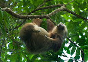 The Slow and Cuddly Sloth! sloth