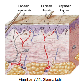 Reseptor pada kulit