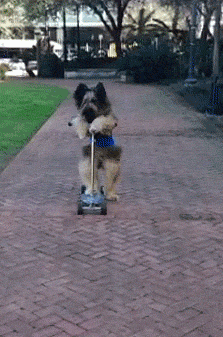 002-funny-animal-gifs-dog-rides-scooter.