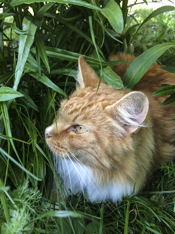 Gustav, katt gustav, katt