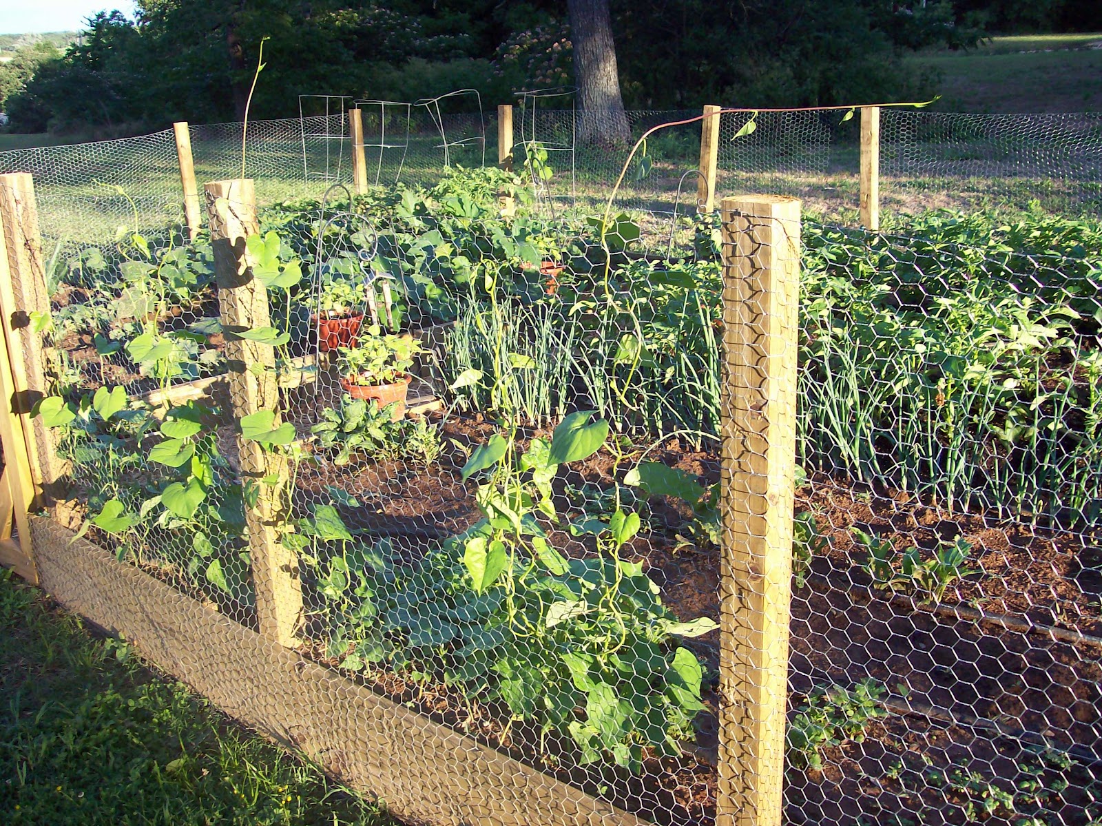 Back-To-The-Basics Living: Raised-Bed Gardening