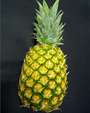 Get Teoria De Sistemas Udo Fractales Naturales For iPhone Wallpaper Teoria De Sistemas Udo Fractales Naturales For Android Free