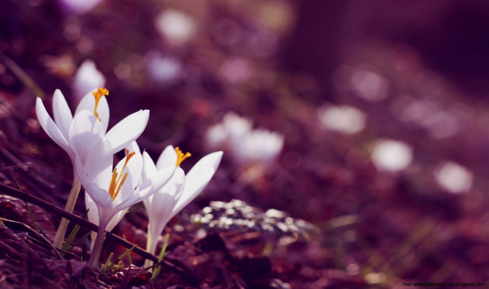 Crocuses Flowers White HD Wallpaper   FreeWallsUp Crocuses Flowers White HD Wallpaper   FreeWallsUp