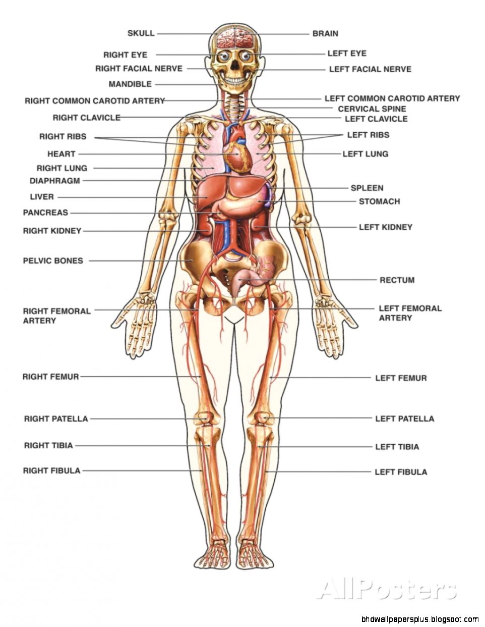 Human anatomy chart organs no 688 Learn the Organs through Human anatomy chart organs no 688 Learn the Organs through