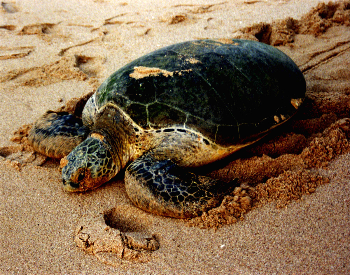 Life of Green Sea Turtle Life of Sea