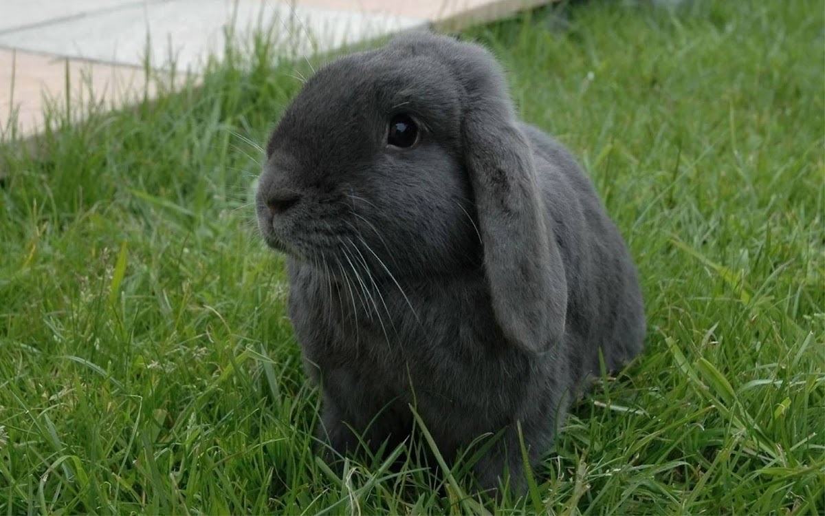 Black Rabbit in Grass