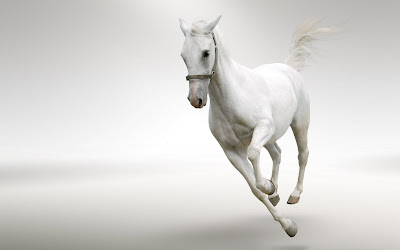 Fotografías de caballos (Equinos de Pura Sangre) - Beautiful Horses