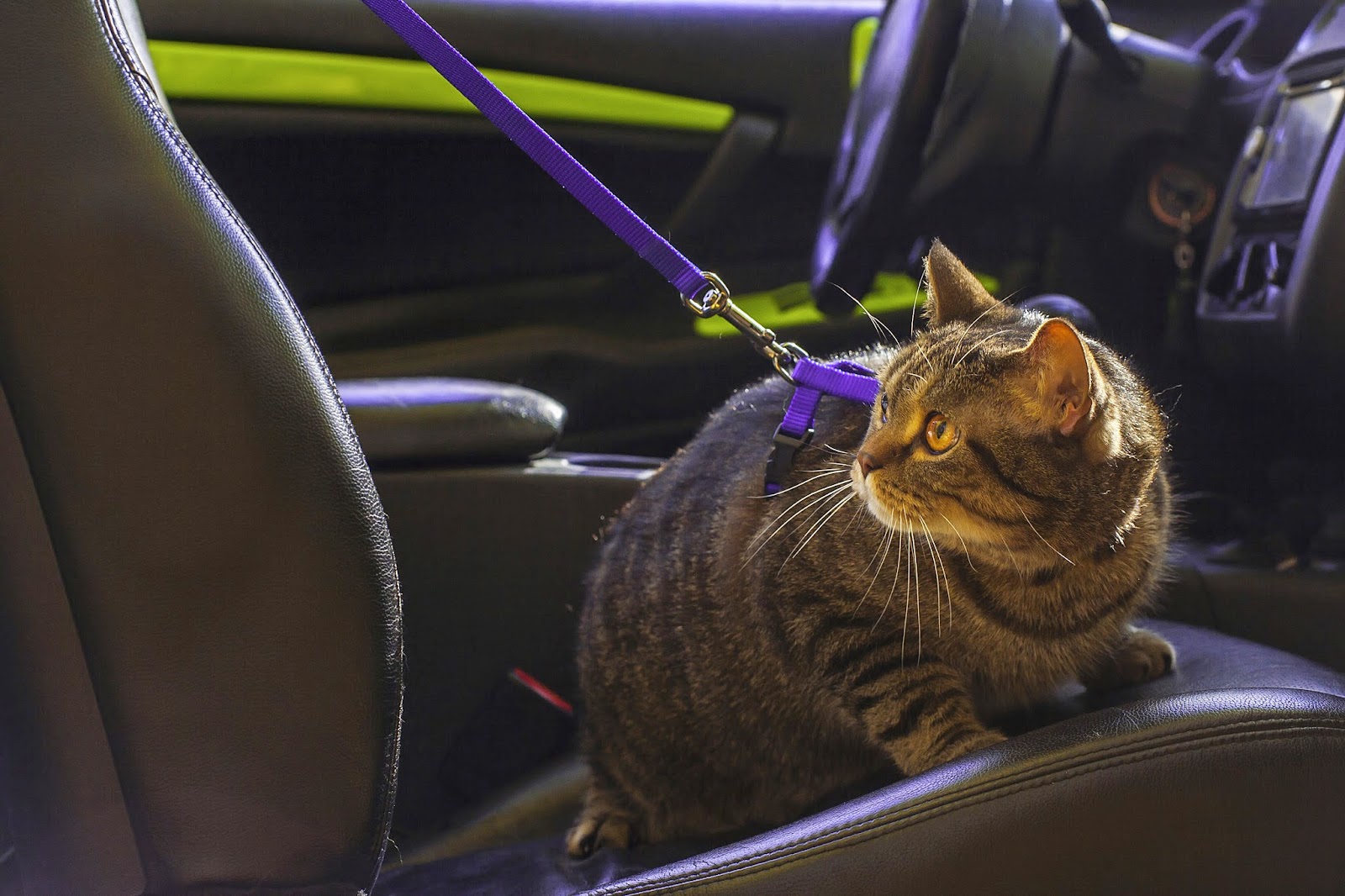 Bregman Veterinary Group Planning a CatFriendly Road Trip