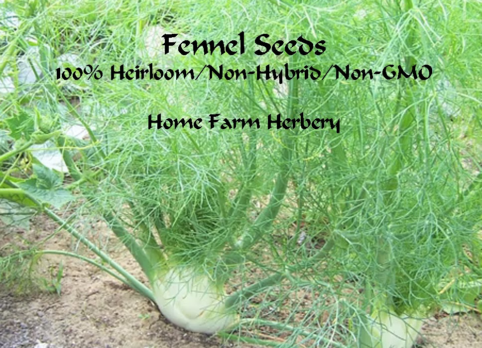 Heirloom Fennel Vegetable Seeds for sale in limited quantities so buy