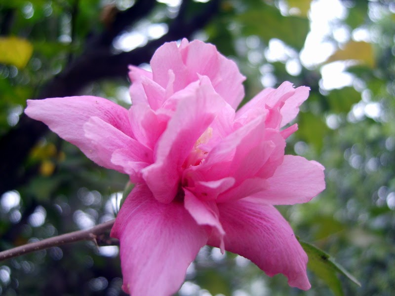 Agricultural Online South Korea’s national flower Hibiscus